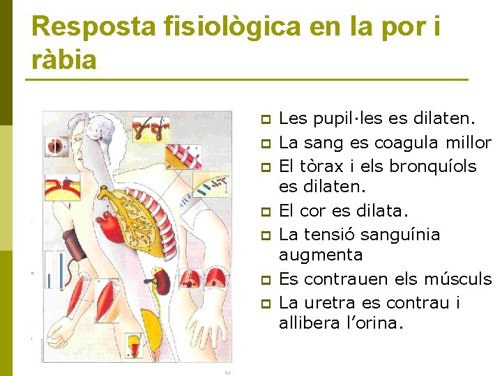 Resposta fisiològica en la por i ràbia p p p p Les pupil·les es