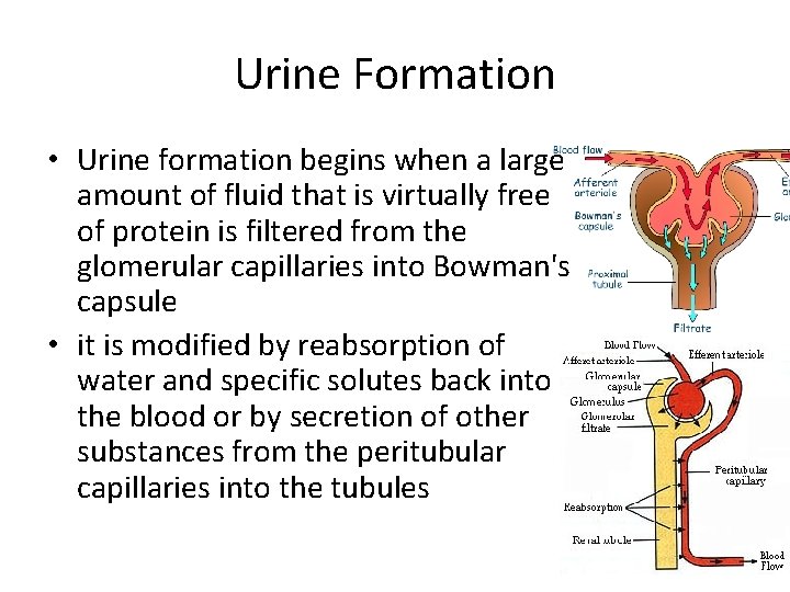 Urine Formation • Urine formation begins when a large amount of fluid that is