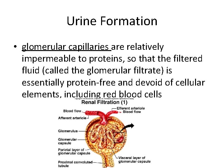 Urine Formation • glomerular capillaries are relatively impermeable to proteins, so that the filtered