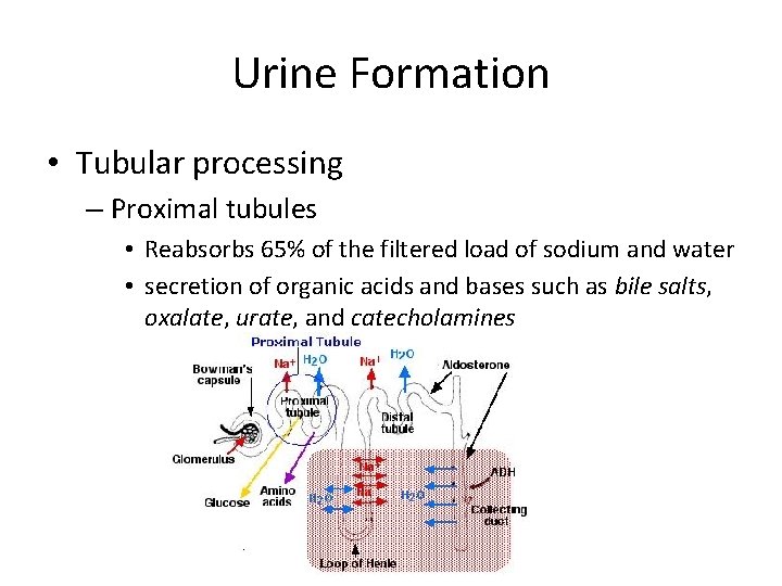 Urine Formation • Tubular processing – Proximal tubules • Reabsorbs 65% of the filtered