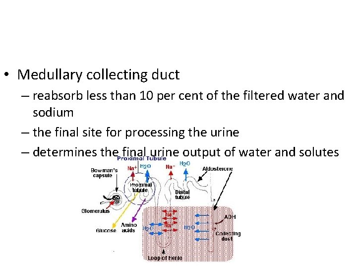  • Medullary collecting duct – reabsorb less than 10 per cent of the