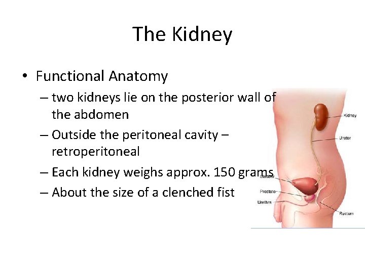 The Kidney • Functional Anatomy – two kidneys lie on the posterior wall of