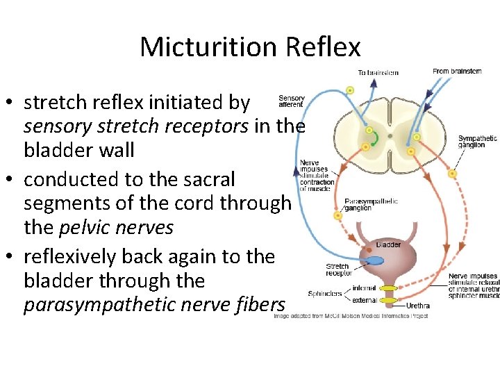 Micturition Reflex • stretch reflex initiated by sensory stretch receptors in the bladder wall