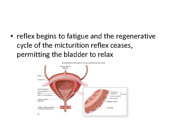  • reflex begins to fatigue and the regenerative cycle of the micturition reflex