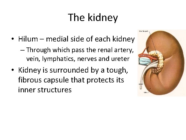 The kidney • Hilum – medial side of each kidney – Through which pass