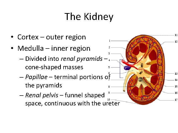 The Kidney • Cortex – outer region • Medulla – inner region – Divided