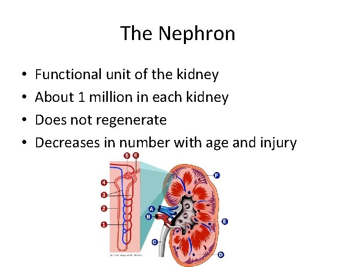 The Nephron • • Functional unit of the kidney About 1 million in each