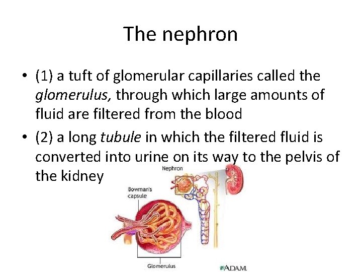 The nephron • (1) a tuft of glomerular capillaries called the glomerulus, through which