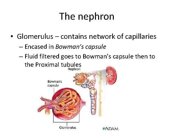 The nephron • Glomerulus – contains network of capillaries – Encased in Bowman’s capsule