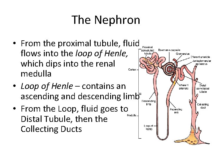 The Nephron • From the proximal tubule, fluid flows into the loop of Henle,
