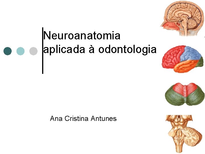 Neuroanatomia aplicada à odontologia Ana Cristina Antunes 
