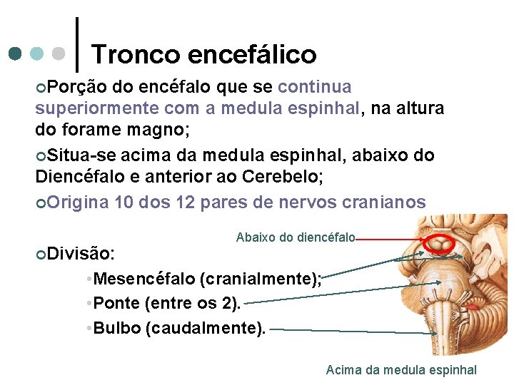 Tronco encefálico ¢Porção do encéfalo que se continua superiormente com a medula espinhal, na