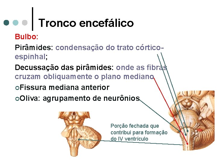 Tronco encefálico Bulbo: Pirâmides: condensação do trato córticoespinhal; Decussação das pirâmides: onde as fibras