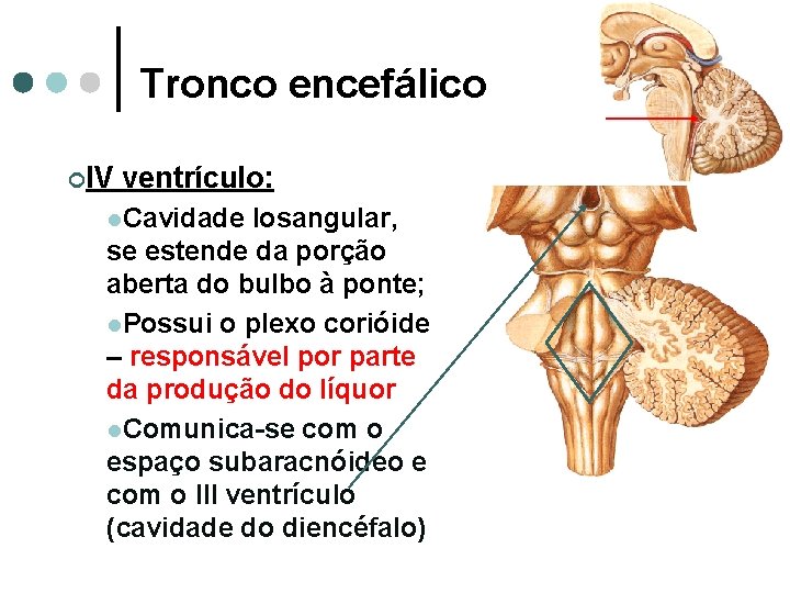 Tronco encefálico ¢IV ventrículo: l. Cavidade losangular, se estende da porção aberta do bulbo