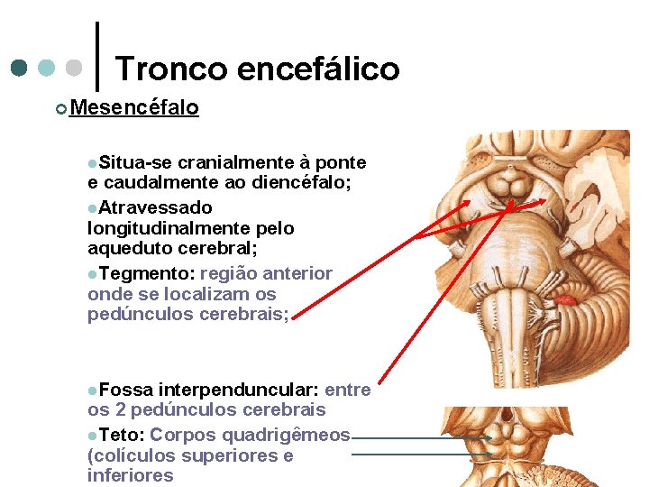 Tronco encefálico ¢Mesencéfalo l. Situa-se cranialmente à ponte e caudalmente ao diencéfalo; l. Atravessado