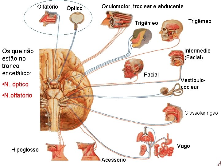 Olfatório Óptico Oculomotor, troclear e abducente Trigêmeo Intermédio (Facial) Os que não estão no