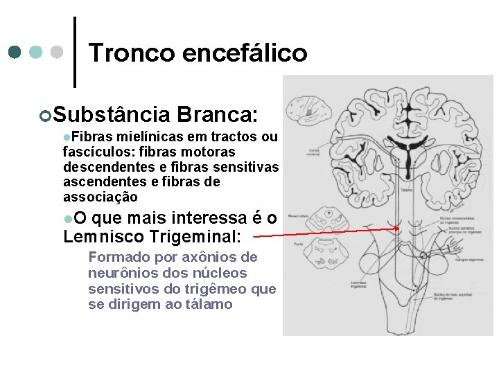 Tronco encefálico ¢Substância Branca: l. Fibras mielínicas em tractos ou fascículos: fibras motoras descendentes