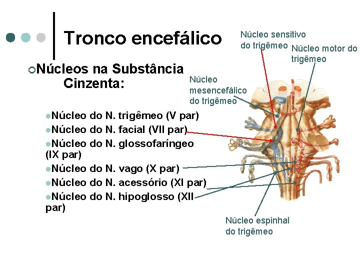 Tronco encefálico ¢Núcleos na Substância Cinzenta: Núcleo sensitivo do trigêmeo Núcleo motor do trigêmeo