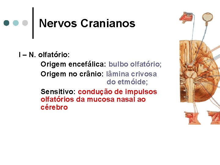 Nervos Cranianos I – N. olfatório: Origem encefálica: bulbo olfatório; Origem no crânio: lâmina