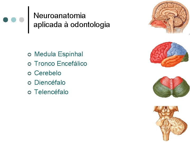 Neuroanatomia aplicada à odontologia ¢ ¢ ¢ Medula Espinhal Tronco Encefálico Cerebelo Diencéfalo Telencéfalo