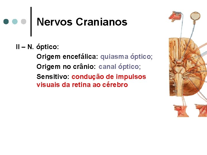 Nervos Cranianos II – N. óptico: Origem encefálica: quiasma óptico; Origem no crânio: canal