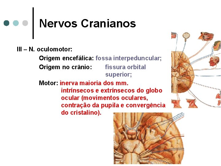 Nervos Cranianos III – N. oculomotor: Origem encefálica: fossa interpeduncular; Origem no crânio: fissura