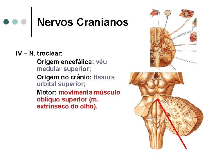 Nervos Cranianos IV – N. troclear: Origem encefálica: véu medular superior; Origem no crânio: