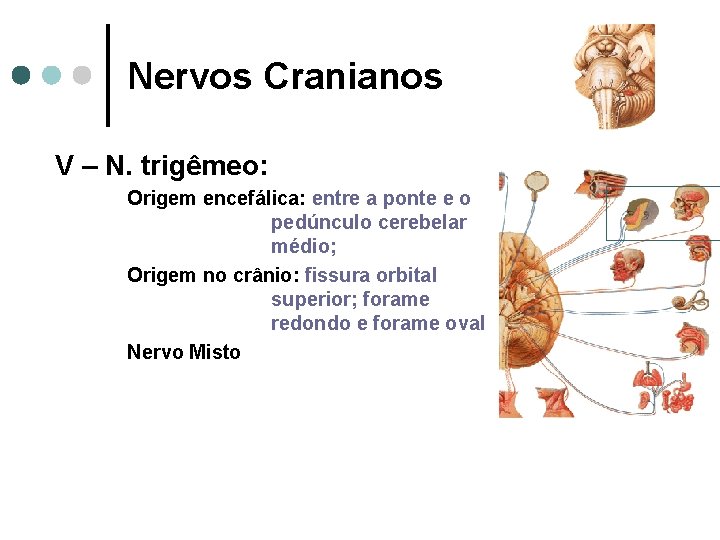 Nervos Cranianos V – N. trigêmeo: Origem encefálica: entre a ponte e o pedúnculo