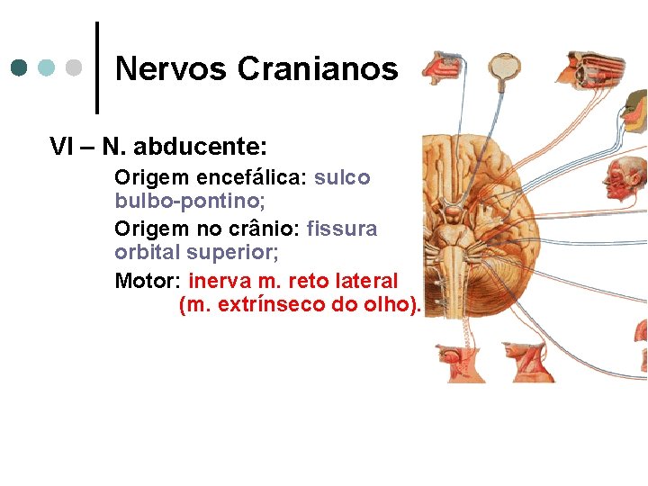 Nervos Cranianos VI – N. abducente: Origem encefálica: sulco bulbo-pontino; Origem no crânio: fissura