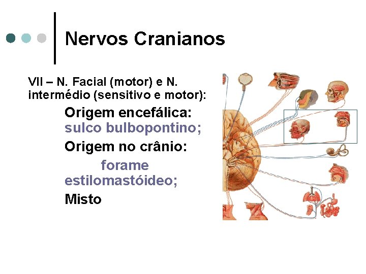 Nervos Cranianos VII – N. Facial (motor) e N. intermédio (sensitivo e motor): Origem