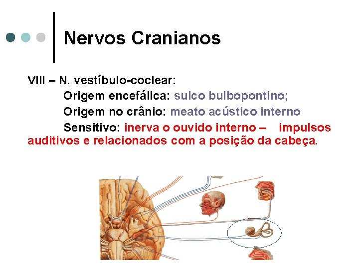 Nervos Cranianos VIII – N. vestíbulo-coclear: Origem encefálica: sulco bulbopontino; Origem no crânio: meato