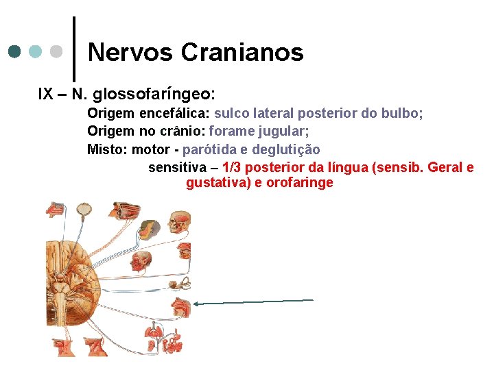 Nervos Cranianos IX – N. glossofaríngeo: Origem encefálica: sulco lateral posterior do bulbo; Origem