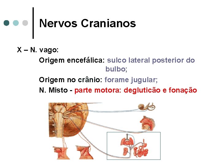 Nervos Cranianos X – N. vago: Origem encefálica: sulco lateral posterior do bulbo; Origem