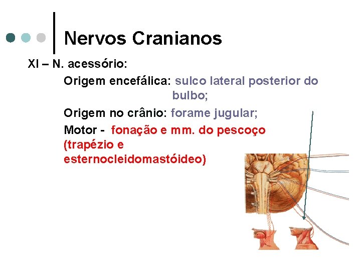 Nervos Cranianos XI – N. acessório: Origem encefálica: sulco lateral posterior do bulbo; Origem