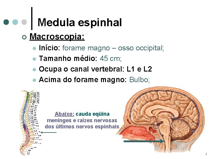 Medula espinhal ¢ Macroscopia: l l Início: forame magno – osso occipital; Tamanho médio: