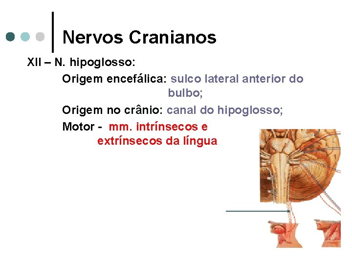 Nervos Cranianos XII – N. hipoglosso: Origem encefálica: sulco lateral anterior do bulbo; Origem