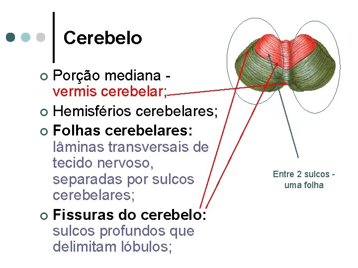 Cerebelo Porção mediana vermis cerebelar; ¢ Hemisférios cerebelares; ¢ Folhas cerebelares: lâminas transversais de