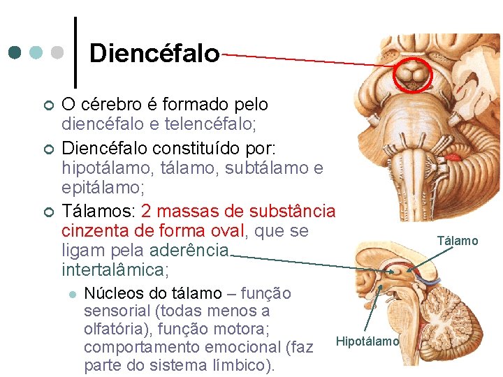 Diencéfalo ¢ ¢ ¢ O cérebro é formado pelo diencéfalo e telencéfalo; Diencéfalo constituído