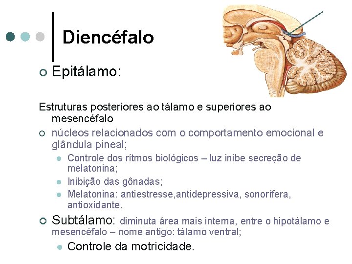 Diencéfalo ¢ Epitálamo: Estruturas posteriores ao tálamo e superiores ao mesencéfalo ¢ núcleos relacionados