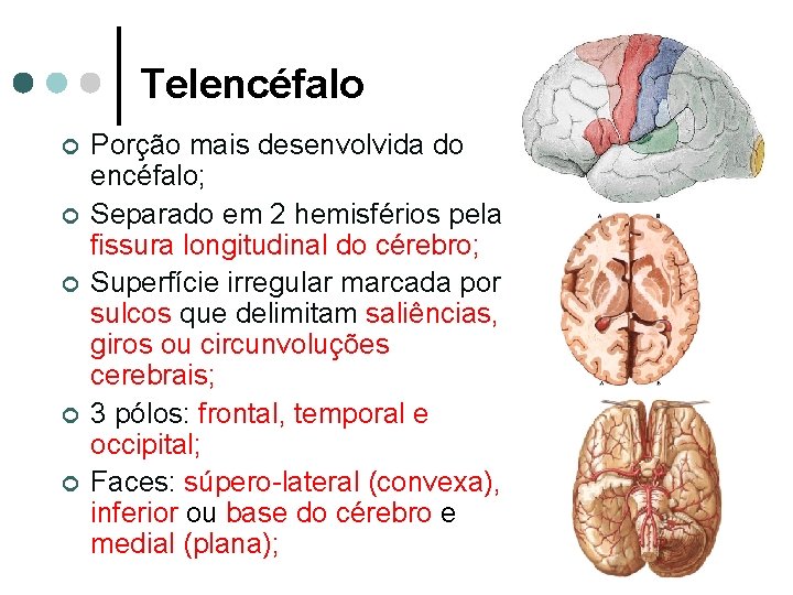 Telencéfalo ¢ ¢ ¢ Porção mais desenvolvida do encéfalo; Separado em 2 hemisférios pela