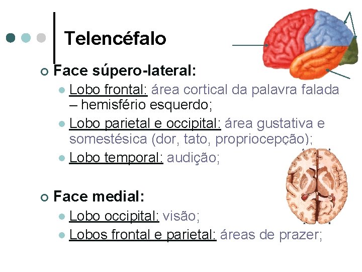 Telencéfalo ¢ Face súpero-lateral: Lobo frontal: área cortical da palavra falada – hemisfério esquerdo;