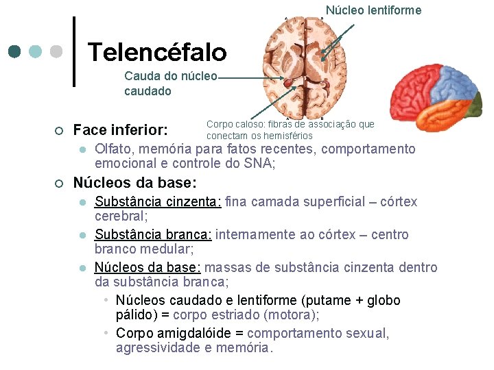 Núcleo lentiforme Telencéfalo Cauda do núcleo caudado ¢ Face inferior: l ¢ Corpo caloso: