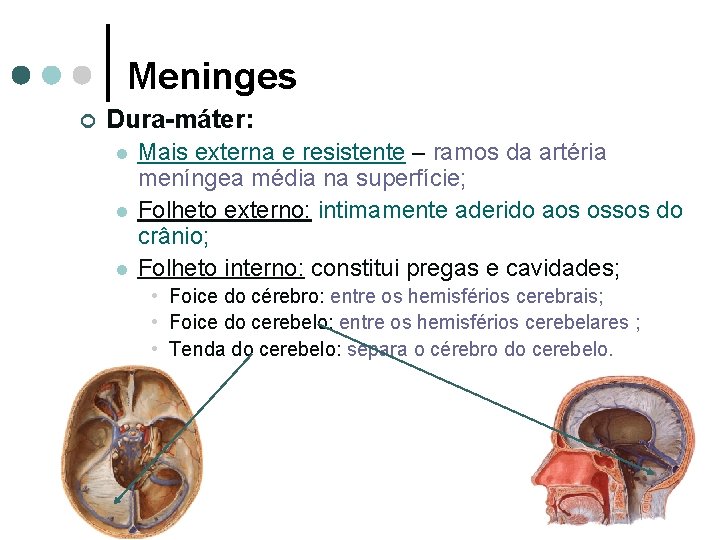 Meninges ¢ Dura-máter: l l l Mais externa e resistente – ramos da artéria