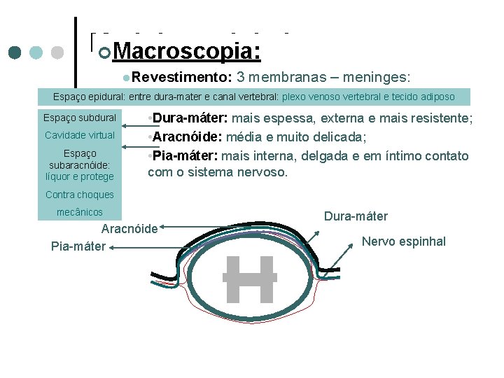 Medula espinhal ¢Macroscopia: l. Revestimento: 3 membranas – meninges: Espaço epidural: entre dura-mater e