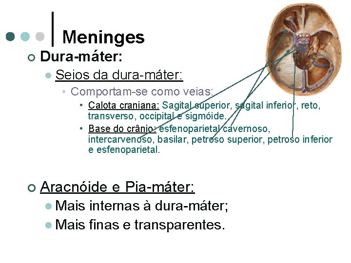 Meninges ¢ Dura-máter: l Seios da dura-máter: • Comportam-se como veias: • Calota craniana: