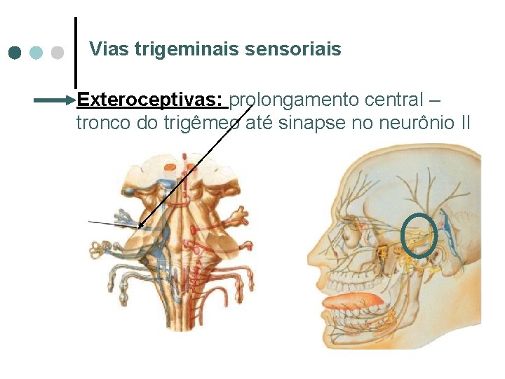 Vias trigeminais sensoriais Exteroceptivas: prolongamento central – tronco do trigêmeo até sinapse no neurônio