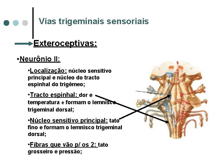 Vias trigeminais sensoriais Exteroceptivas: • Neurônio II: • Localização: núcleo sensitivo principal e núcleo