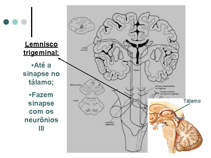 Lemnisco trigeminal: • Até a sinapse no tálamo; • Fazem sinapse com os neurônios