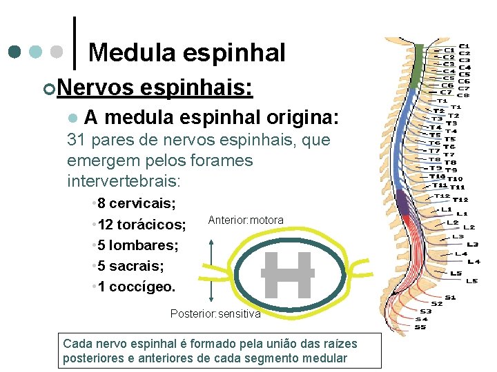 Medula espinhal ¢Nervos l espinhais: A medula espinhal origina: 31 pares de nervos espinhais,