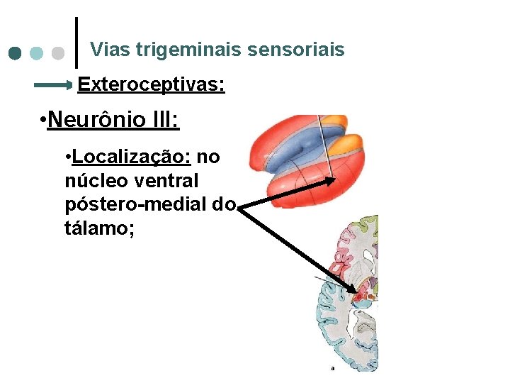 Vias trigeminais sensoriais Exteroceptivas: • Neurônio III: • Localização: no núcleo ventral póstero-medial do